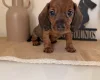 Dachshund (Wire Haired)