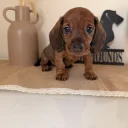 Dachshund (Wire Haired)