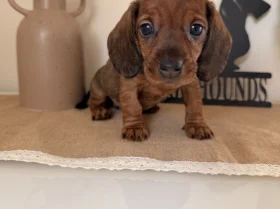 Dachshund (Wire Haired)