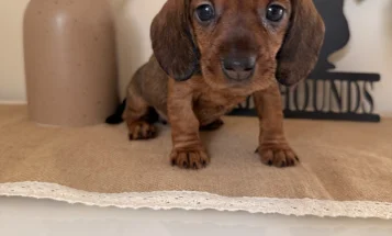 Dachshund (Wire Haired)
