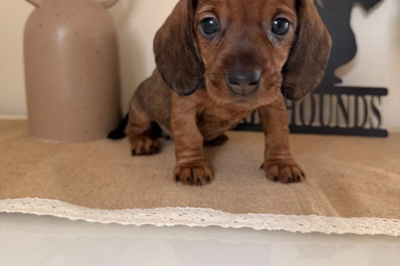 Dachshund (Wire Haired)