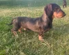 Dachshund (Wire Haired)