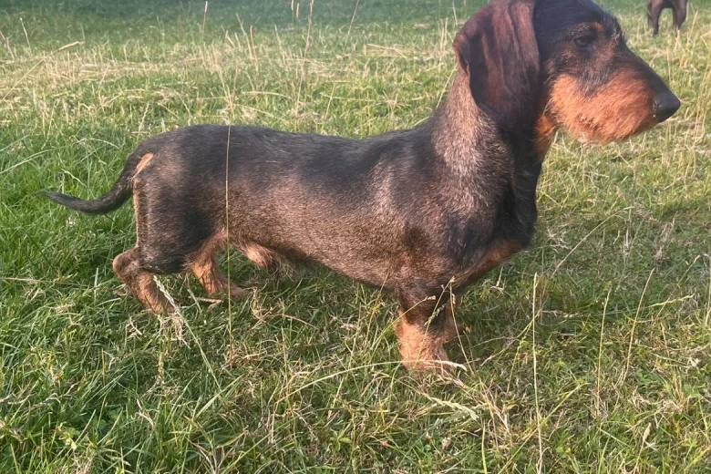 Dachshund (Wire Haired)