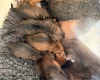 Dachshund (Wire Haired)
