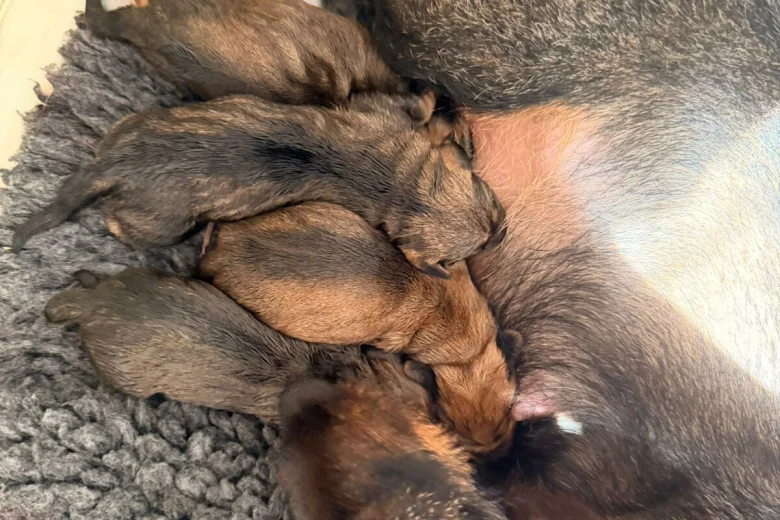 Dachshund (Wire Haired)