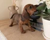 Dachshund (Wire Haired)