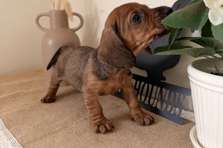 Dachshund (Wire Haired)