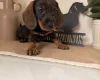 Dachshund (Wire Haired)