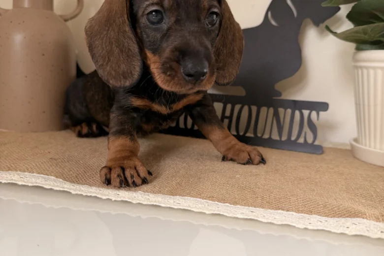 Dachshund (Wire Haired)