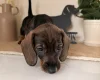 Dachshund (Wire Haired)