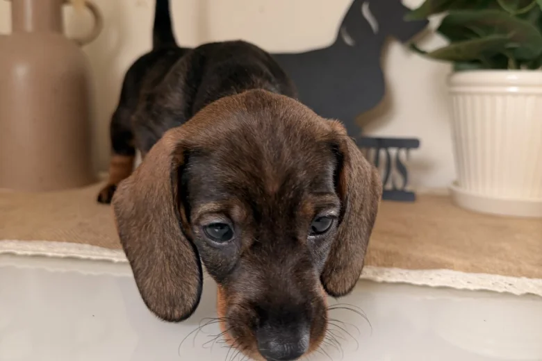 Dachshund (Wire Haired)