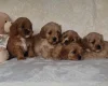 Cavapoo