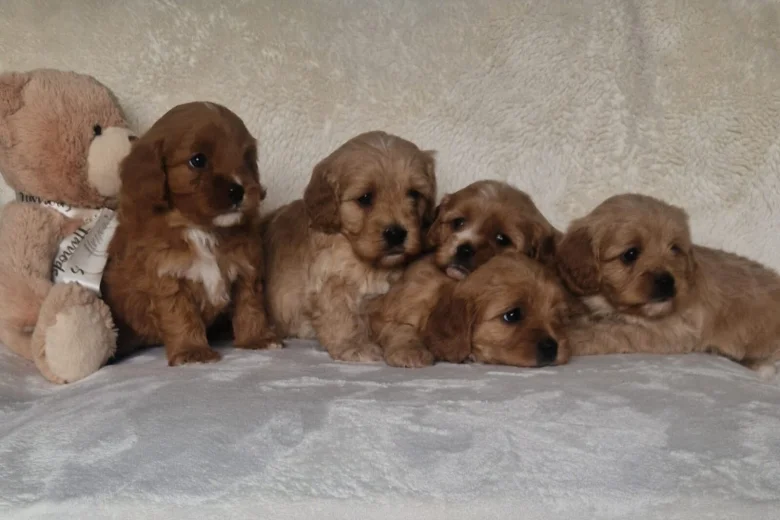 Cavapoo
