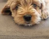 Cavapoo