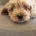 Cavapoo