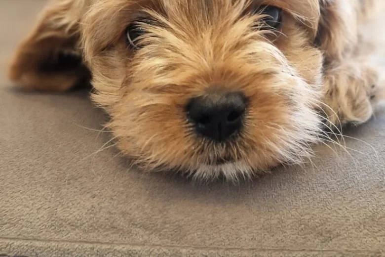 Cavapoo