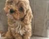 Cavapoo