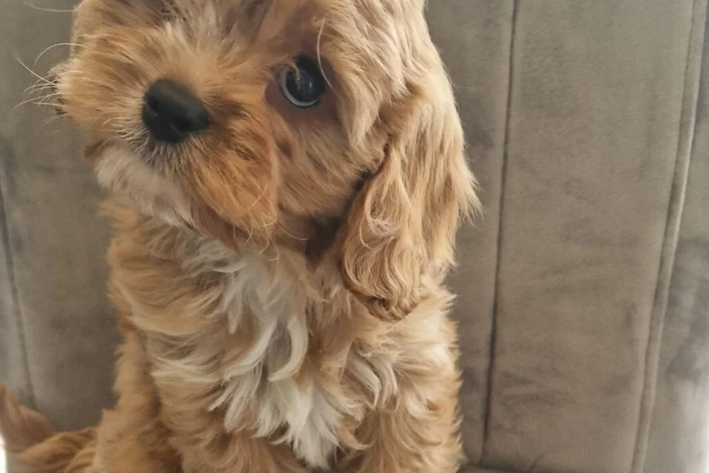 Cavapoo