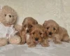 Cavapoo