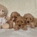 Cavapoo