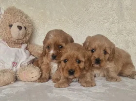 Cavapoo