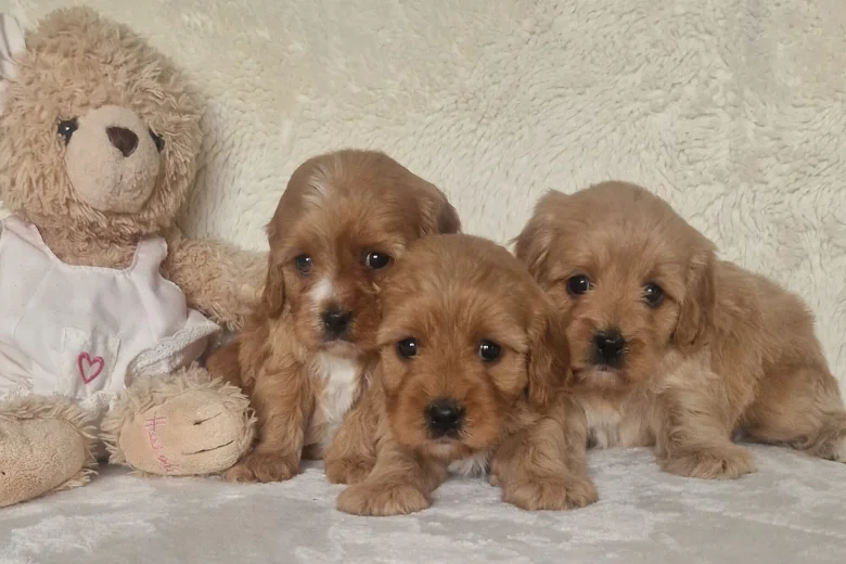Cavapoo