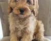Cavapoo