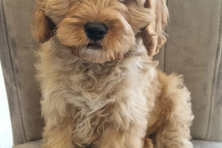 Cavapoo
