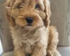 Cavapoo