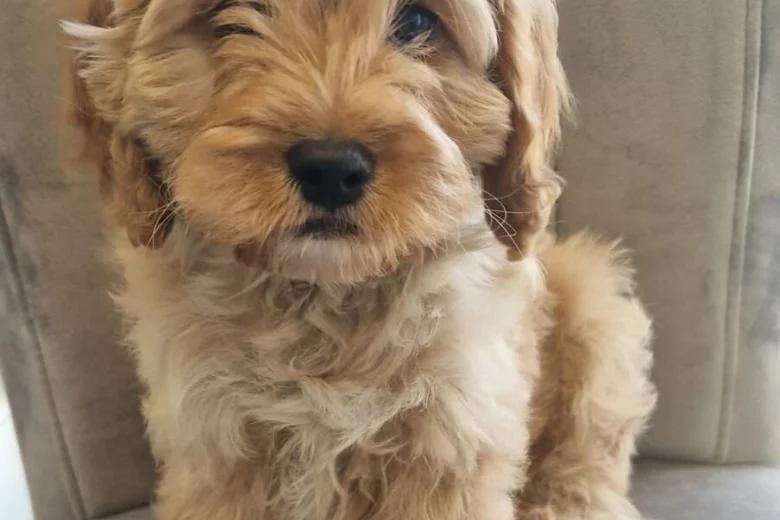 Cavapoo