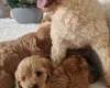 Cavapoo