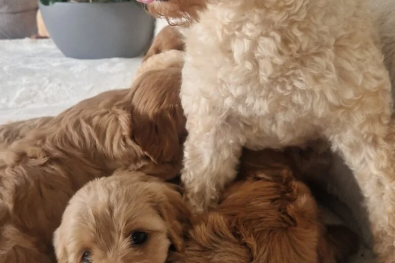 Cavapoo