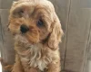 Cavapoo