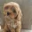Cavapoo