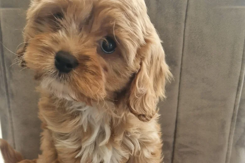 Cavapoo
