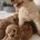 Cavapoo