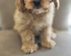Cavapoo