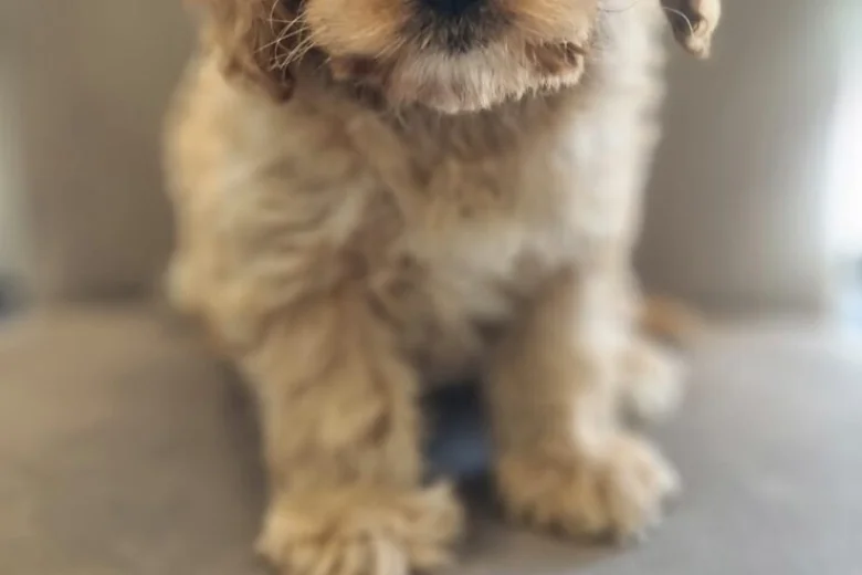 Cavapoo