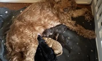 Cockapoo