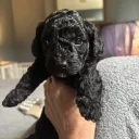 Cockapoo