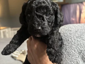 Cockapoo
