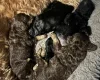 Cockapoo