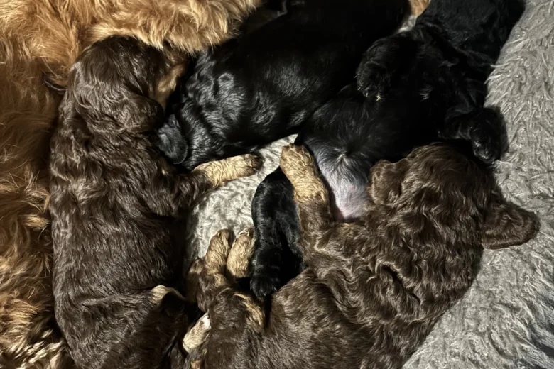 Cockapoo