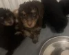 Cockapoo