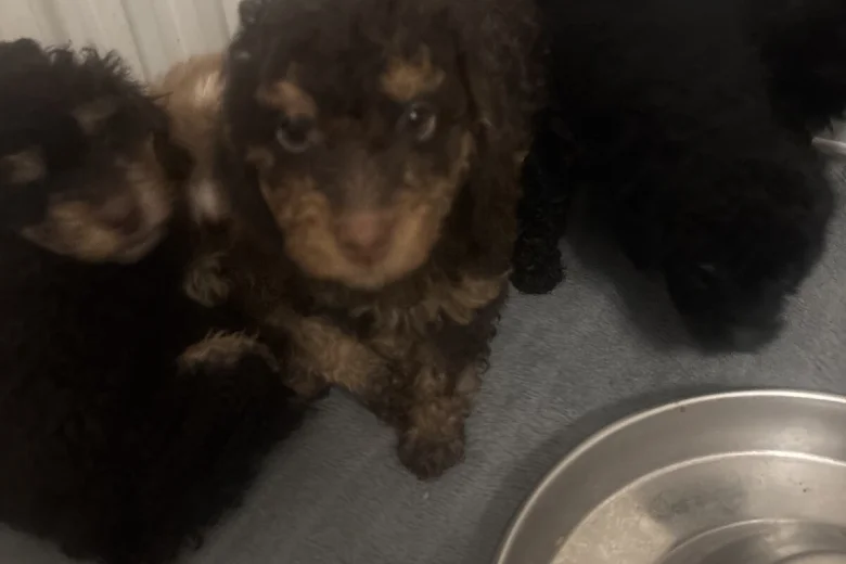 Cockapoo