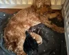 Cockapoo