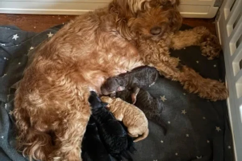 Cockapoo