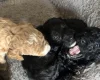 Cockapoo