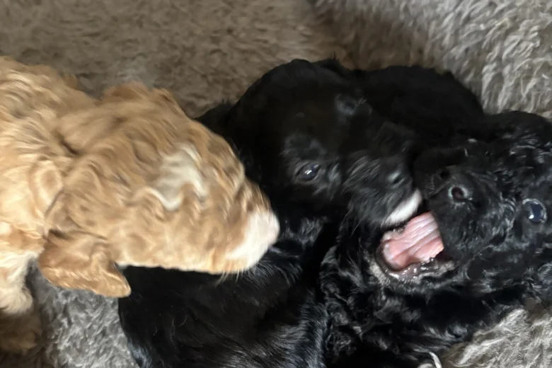 Cockapoo