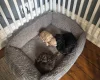 Cockapoo